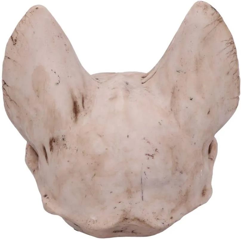 Nemesis Now Decor Nemesis Now Bastet's Secret Cat Skull Figurine Ornament, Natural Bone Colour, On